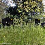 Grabsteine &copy;MP