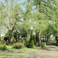 Lärchenalle auf dem Friedhof