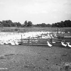 Diese 3 Aufnahmen von Frau Föse zeigen die Geflügelmastanlage (umgangssprachlich 'Entenfarm' genannt) am Kühnauer See.