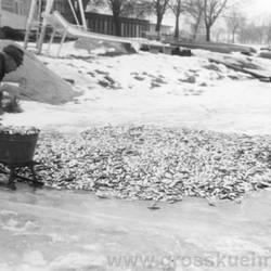 'Eisfischen' im Winter, der Kühnauer See war zugefroren. Bademeister Rabach half beim Abfischen mit.
