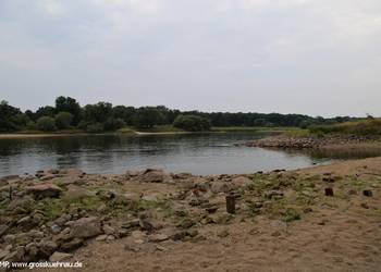 Reste der Burg Quina und Hungersteine (u.a. von 1934) nur bei Elbe-Niedrigwasser sichtbar, August 2015